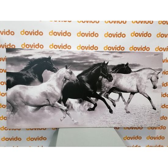 Obraz cválající koně v černobílém provedení