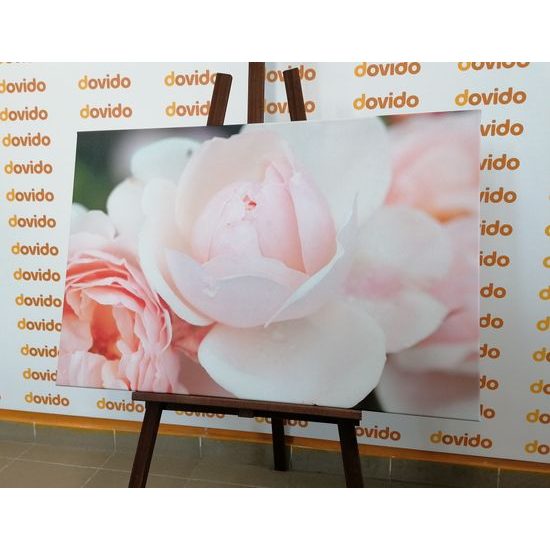 Obraz půvabné růže