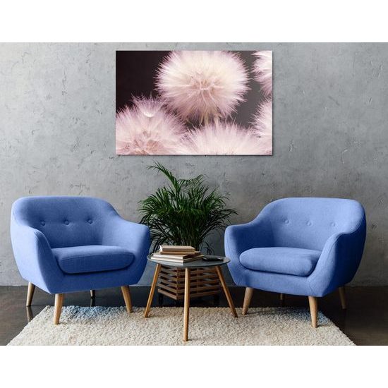 Obraz pampeliška v rozkvětu