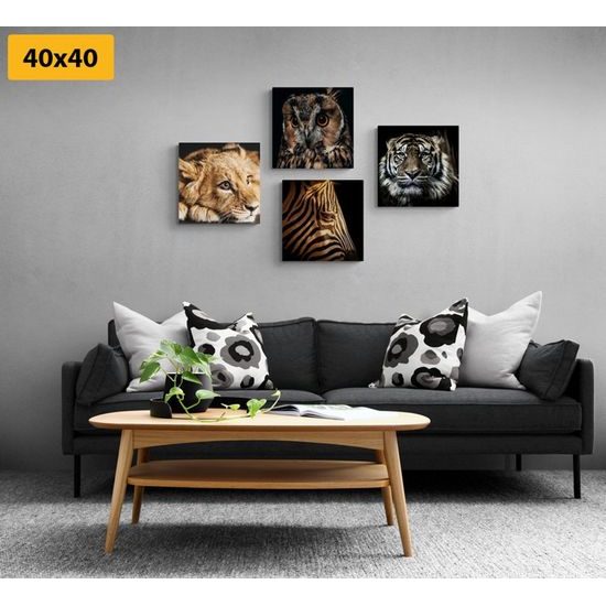 Set obrazů exotická zvířata