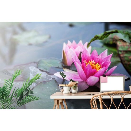 Fototapeta mystický lotosový květ