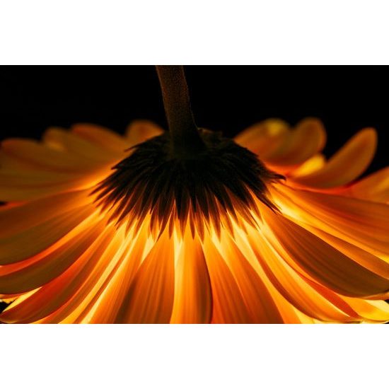 Neobyčejná fototapeta zářivá gerbera