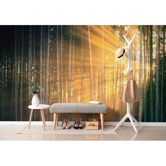 Nádherná fototapeta paprsky slunce mezi stromy