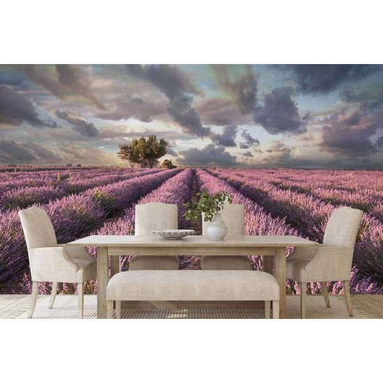 Fototapeta nekonečné levandulové pole