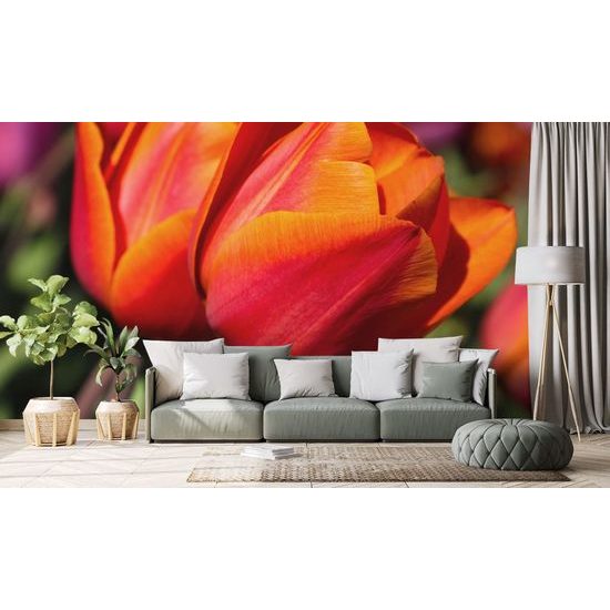 Nádherná samolepící tapeta červené tulipány