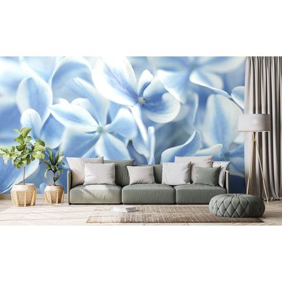 Originální samolepící fototapeta modré květy hortenzie