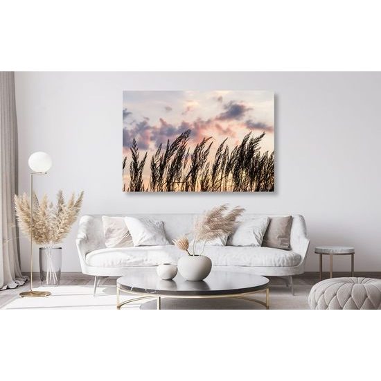 Obraz stébla polní trávy s nádherným pozadím