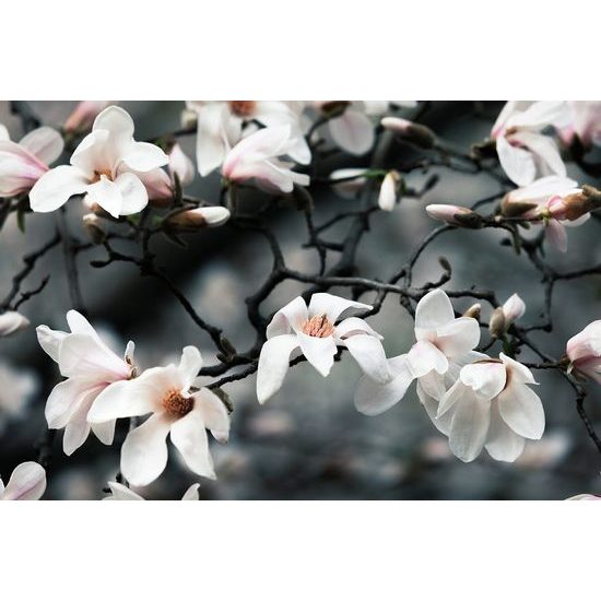 Samolepící fototapeta kvetoucí magnolie