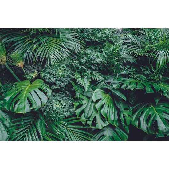 Fototapeta divoká džungle