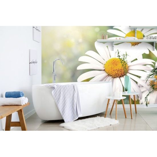 Samolepící fototapeta luční květiny kopretiny