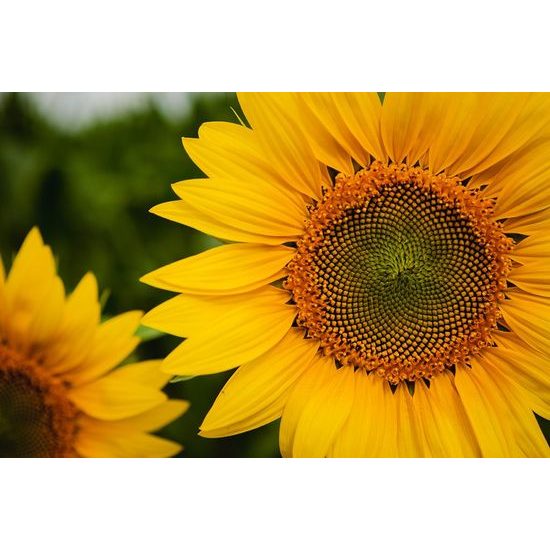 Samolepící fototapeta krásná slunečnice