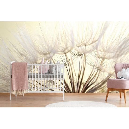 Fototapeta nádherná semínka pampelišky