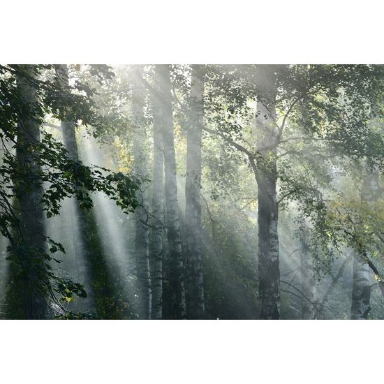 Obraz paprsky slunce v lese