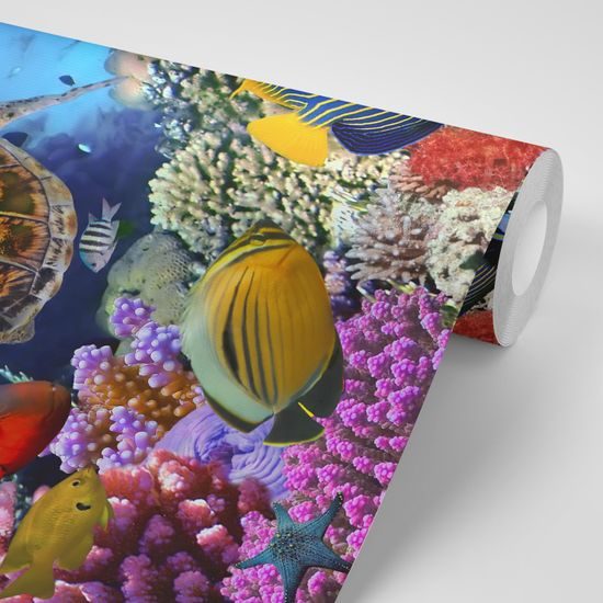 Fototapeta svět pod mořskou hladinou