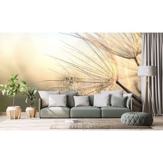 Fototapeta detail pampelišky v záři ranních paprsků