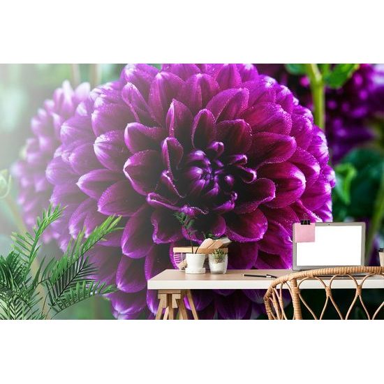 Samolepící fototapeta nádherná fialová dália