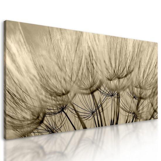 Obraz přesný detail pampelišky v sépiovém provedení