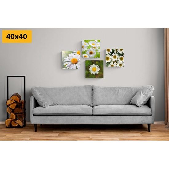 Set obrazů krásné sedmikrásky