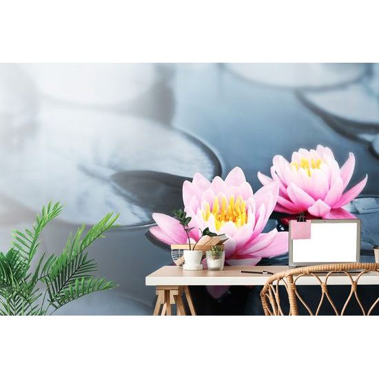 Samolepící tapeta lotosový květ na hladině