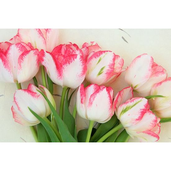 Obraz rozkvetlé tulipány
