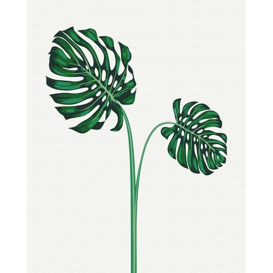 Malování podle čísel exotická monstera