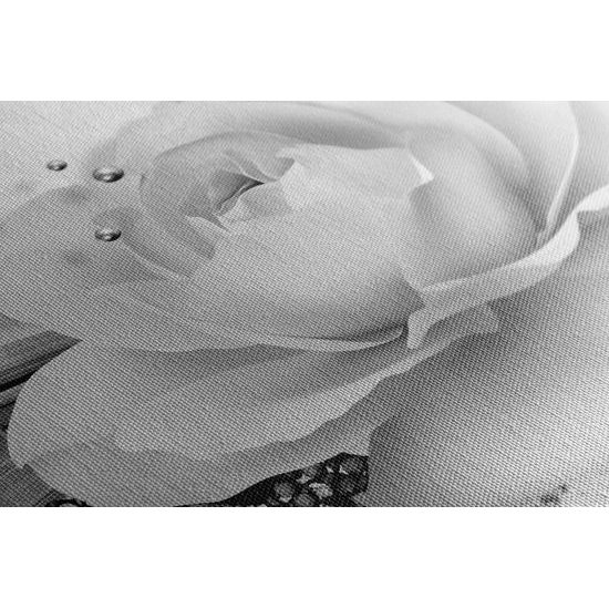 Obraz černobílá růže v elegantním provedení