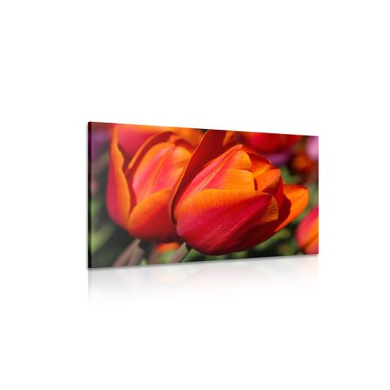 Obraz překrásné oranžové tulipány