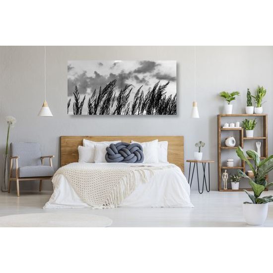 Obraz polní tráva s nebeským pozadím v černobílém provedení