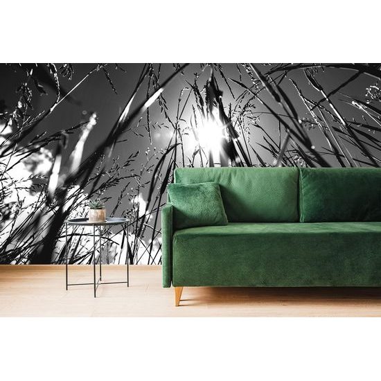 Samolepící fototapeta černobílý pohled na slunce z trávy