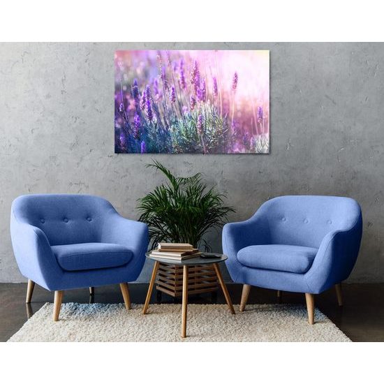 Obraz romantická levandule