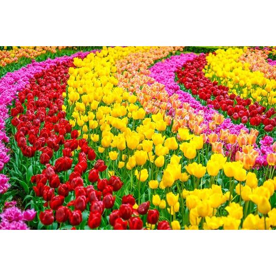 Samolepící tapeta barevný tulipánový záhon