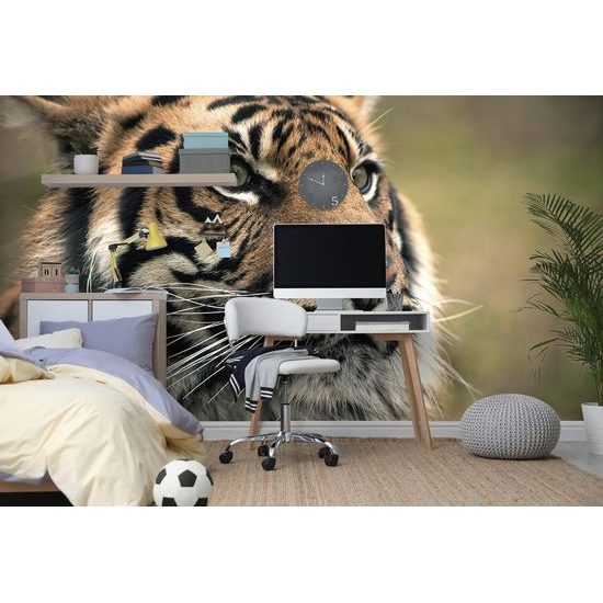 Fototapeta soustředěný pohled tygra