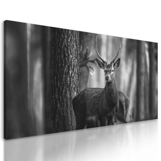 Obraz krásný jelen v černobílém provedení