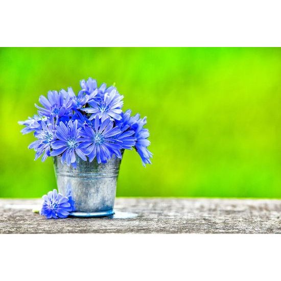 Tapeta kbelík s fialovými květy