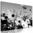 Obraz rozkvetlá louka v černobílém provedení