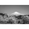 Fekete-fehér fotótapéta Fuji a japán természet ölelésében
