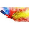 Kép sokszínű repülő papagáj