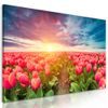 Kép naplemente a kivirágzott tulipánok felett