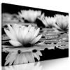 Kép csodálatos tavirózsa fekete-fehér kivitelben