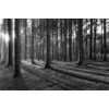 Öntapadó fotótapéta fekete-fehér varázslat a reggeli erdőben