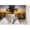 Öntapadó fotótapéta egy hatalmas fa naplementekor