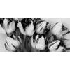 Kép tulipánok tavaszi árnyalatban fekete-fehér kivitelben