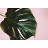 Monstera levél tapéta rózsaszín alapon