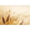 Bájos fotótapéta részlet a búzából