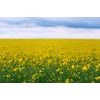 Repceföld öntapadó fotótapéta
