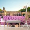 Levendula Provence fotótapéta