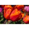 Gyönyörű tulipánok a réten tapéta