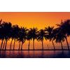 Öntapadó tapéta pálmafák naplementekor