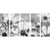 5 részes kép kivirágzott virágokkal teli kert fekete-fehér kivitelben