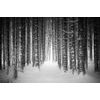 Fekete-fehér öntapadó fotótapéta hóval borított fák